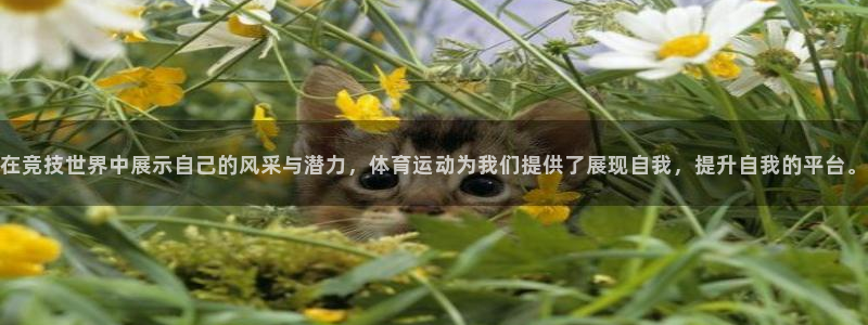 米兰体育官方正版app集团官网网址:在竞技世界中展示自己的风